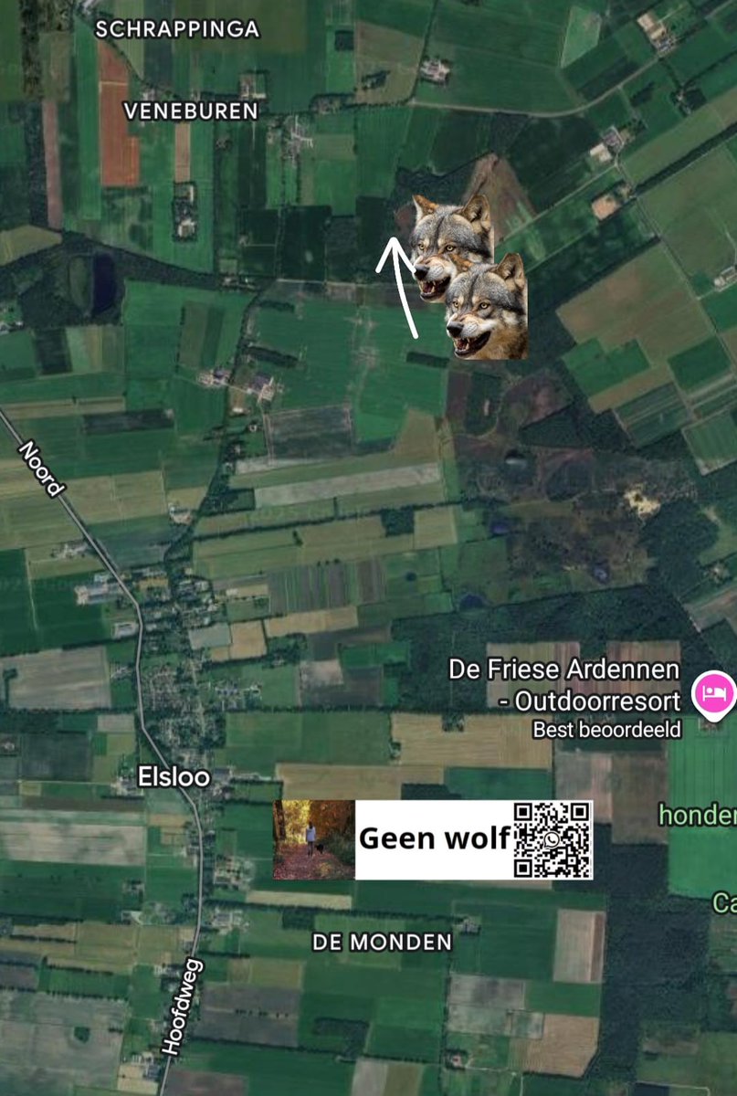 AnitaGeenWolf's tweet image. 🐺 wolfalert #wolvenmeldpunt GeenWolf ❌🐺 
zichtmelding 
01-10-25 // 21.00 uur
#Elsloo Friesland 

2 wolven gezien halverwege tussen Haerdijk en Peperstraat.iepen richting Puntersbos.

🐺 meldingen liefst zsm met GoogleMaps 📌 naar wa 
31617018889
@GeenWolf