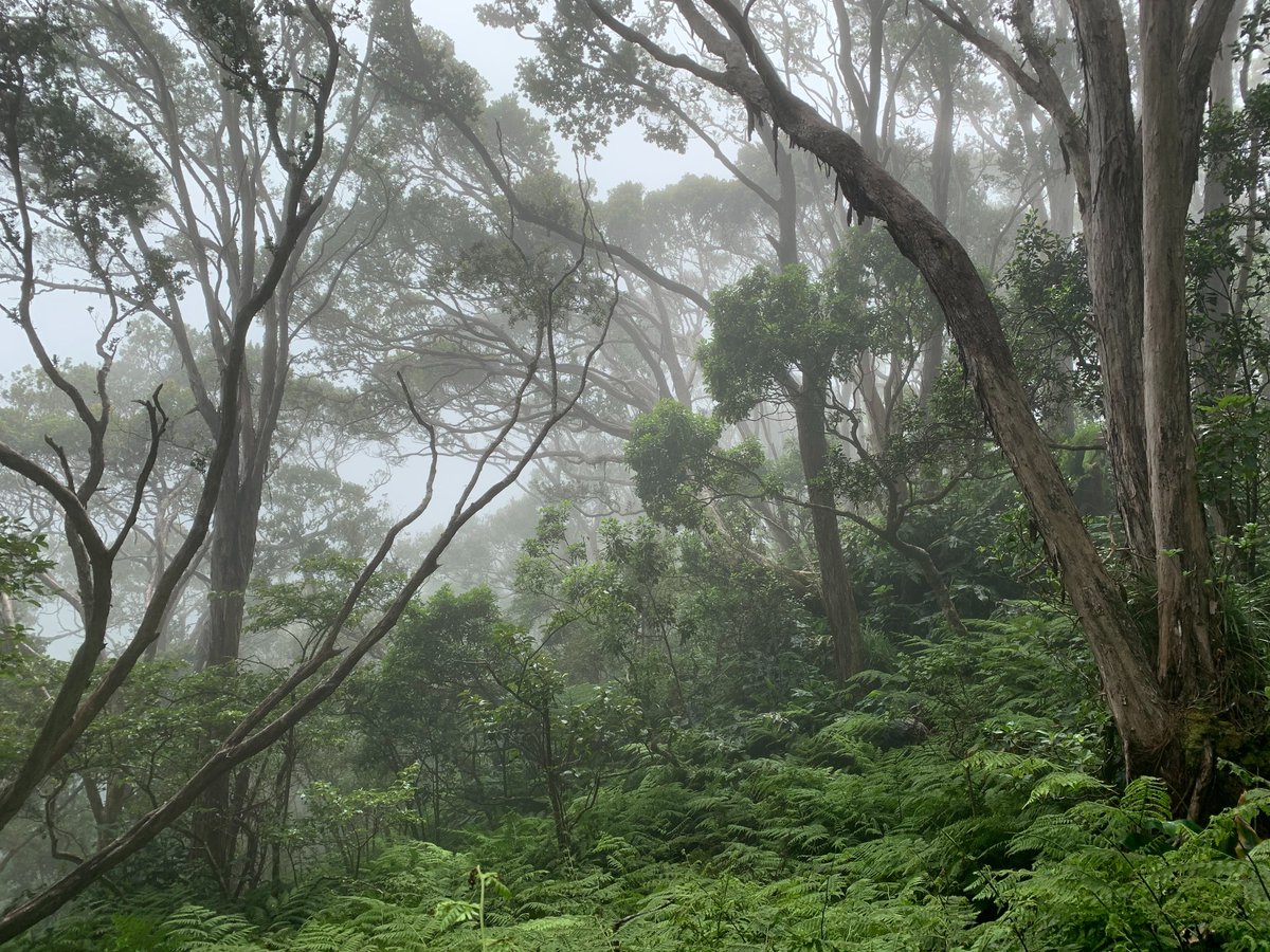 National Tropical Botanical Garden tweet media