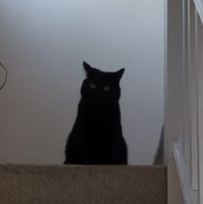 ChrisGlass925's tweet photo. My cute little cat Petunia #recentlyadopted #adoptnotshop https://t.co/XTYlIZPlyr