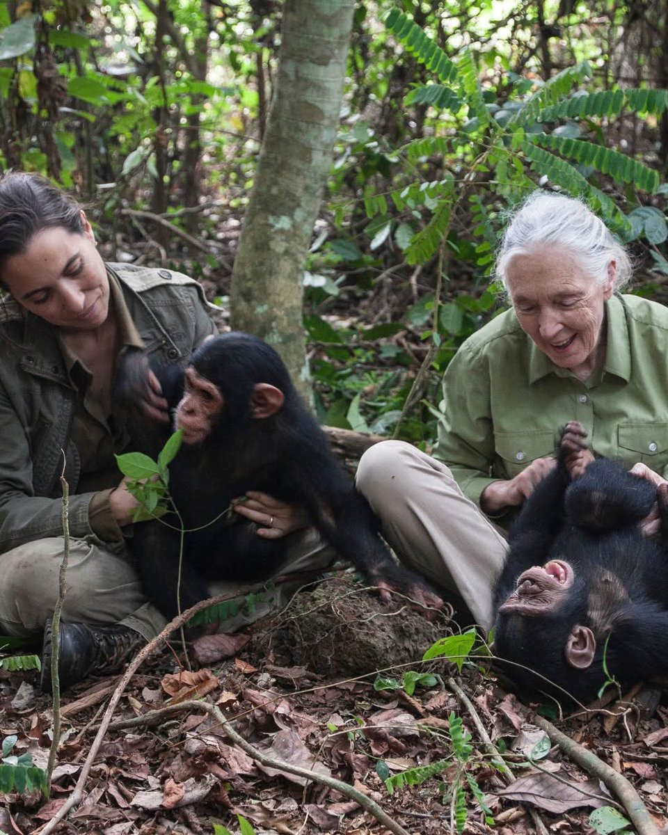 Ik ben “opgegroeid” met Jane Goodall. Ze leerde me respect hebben voor alles wat leeft en het te koesteren, niet door er als mens boven te staan, maar door te willen leren en waarderen. Mijn dank is groot!
