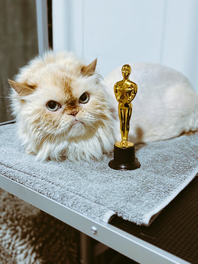 cecilthecat2's tweet image. Cecil won an OscaT #Oscars for Leading Man in a Drama❣️