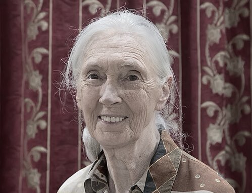 Valerie Jane Morris-Goodall
(Londres, 1934 – 2025)

ca.wikipedia.org/wiki/Jane_Good…