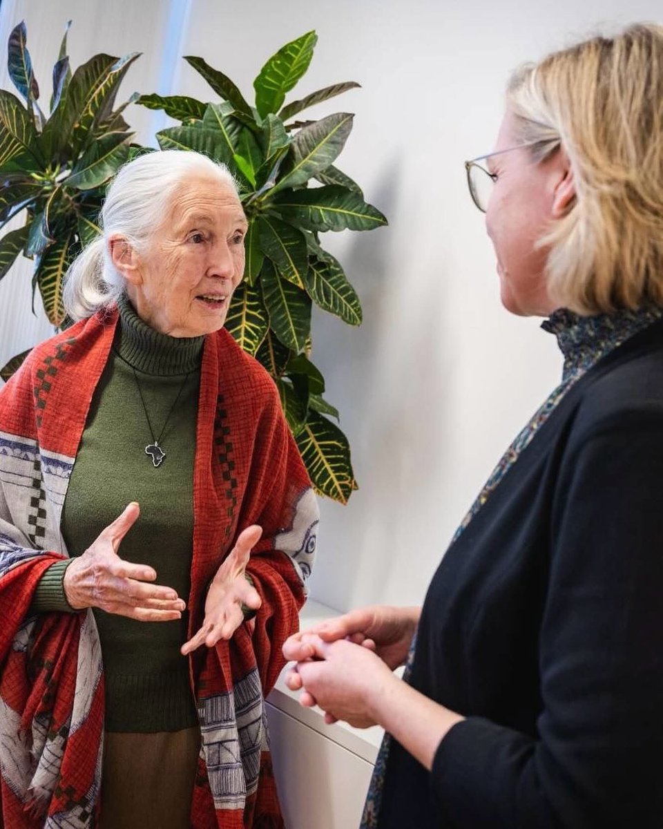 Rest in Peace, Jane Goodall. Mit ihr verliert die Welt eine außergewöhnliche Forscherin und Aktivistin. Durch ihre wertvolle Arbeit und ihr unermüdliches Engagement für mehr Umwelt- und Artenschutz hat sie Generationen von Umweltschützer:innen geprägt. 1/3
