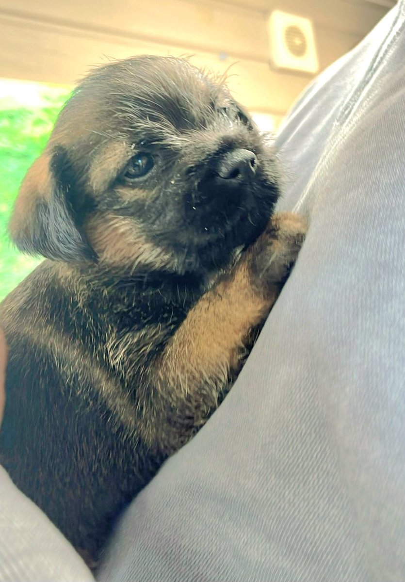 BertieTheBorder's tweet image. Hi #btposse pals.  Throwback to when I met my hoodad for the first time.  Apparently, he was smitten. It was nearly a year ago, and he says he still is.   Bertie 🐾 🐾