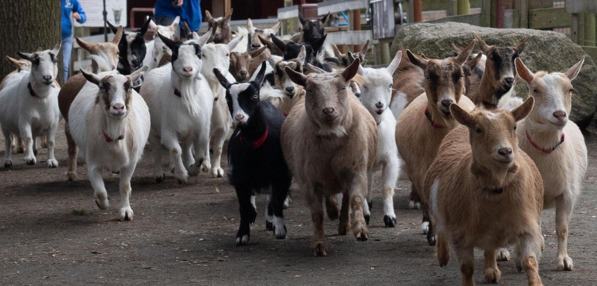 Looking for affordable family fun? 👨‍👩‍👧‍👦

Beacon Hill Children's is now open daily 10 AM - 4 PM until Thanksgiving (Oct 12) and entry is by donation.

Don't miss the goat stampedes at 10:10AM and 4:10PM!