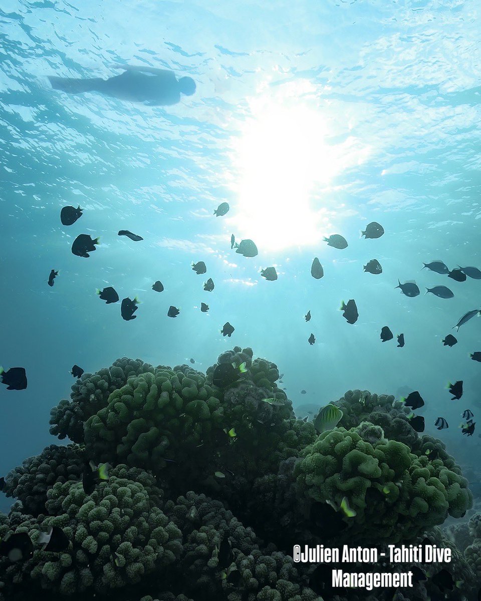 From the polar frontiers to the heart of the tropics, Outer Reef and EYOS are redefining what it means to explore by yacht. Your world just became limitless.

Tag someone you would want to bring on your dream expedition!

#OuterReefYachts #EYOSExpeditions #BeyondTheReef