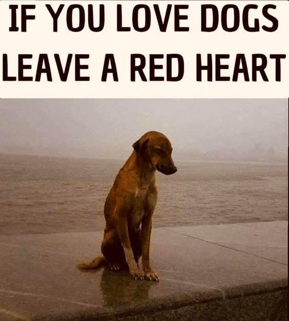 𝕏 Dogs tweet media
