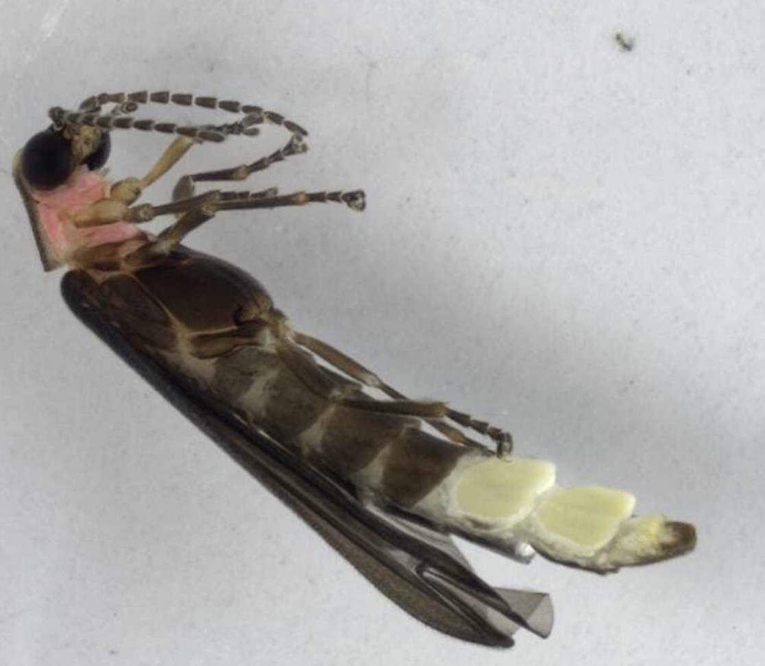 DONDEIRweb's tweet image. ¡Hallan NUEVA especie de luciérnaga en #Chapultepec! ¿Y lo mejor de todo? Podrás participar en ponerle un nombre; aquí te contamos los detalles 🤩🤓

dondeir.com/ciudad/hallan-…