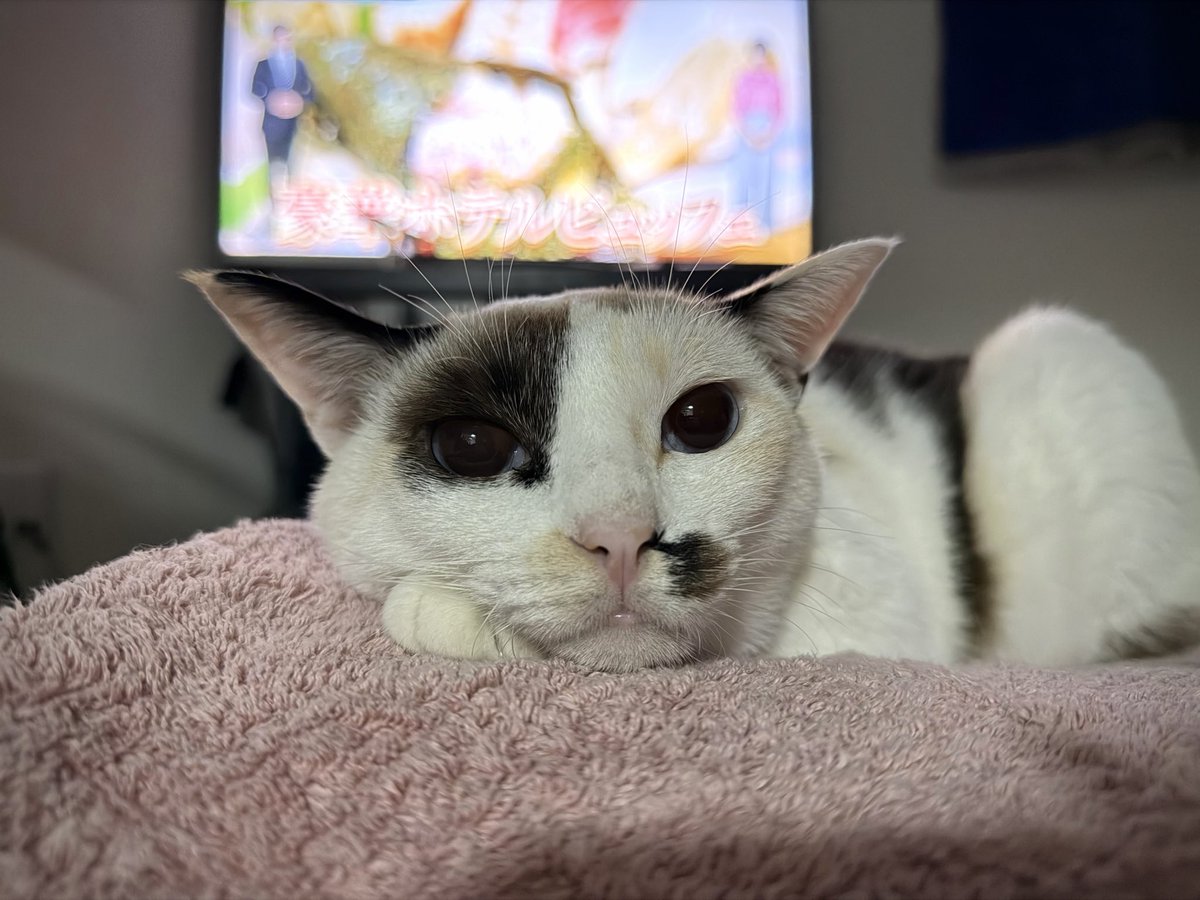 面白い顔しとるね😂

#猫好きさんと繫がりたい #猫のいる暮らし