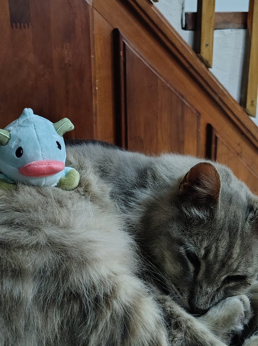 GATO PORO