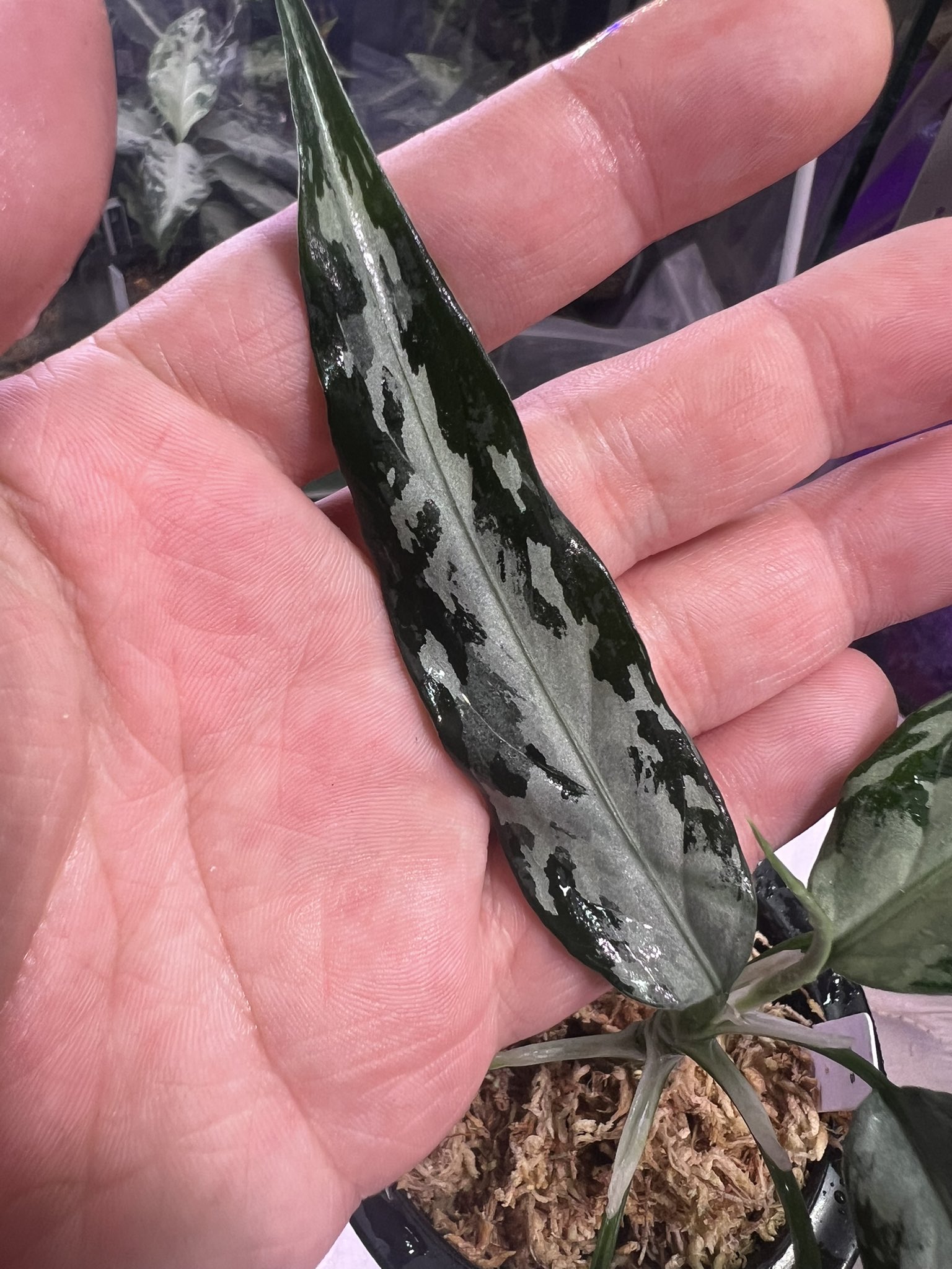 超希少❗️美株❗️アグラオネマ　ゴールデンドラゴン✨ KENZO (@fw_kenzo) / X