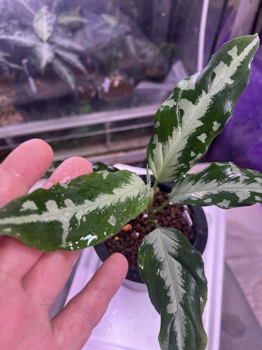 超希少❗️美株❗️アグラオネマ　ゴールデンドラゴン✨ KENZO (@fw_kenzo) / X