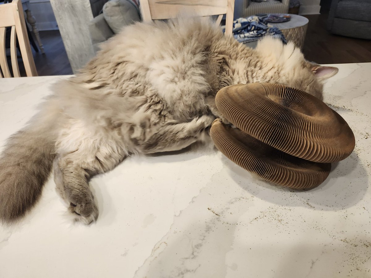 mhamilton167's tweet image. This strange thing is fun to attack. #Ragdoll #SNELovesPets