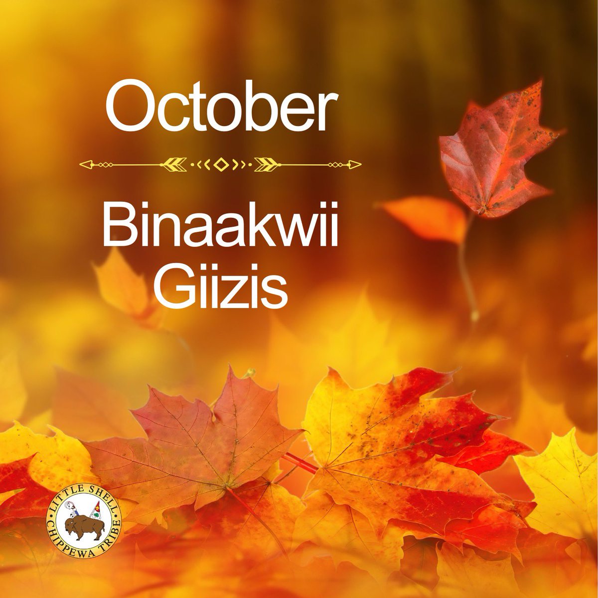 MTLittleShell's tweet image. Binaakwii-Giizis (Falling Leaves Moon) is one of the #Ojibwe words for #October. We’re looking forward to the autumn months when the land is covered in a blanket of colors. #LittleShell #Anishinaabemowin