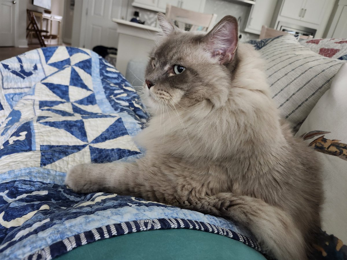 mhamilton167's tweet image. It's October. Time for quilts and cuddles. #ragdoll #SNELovesPets