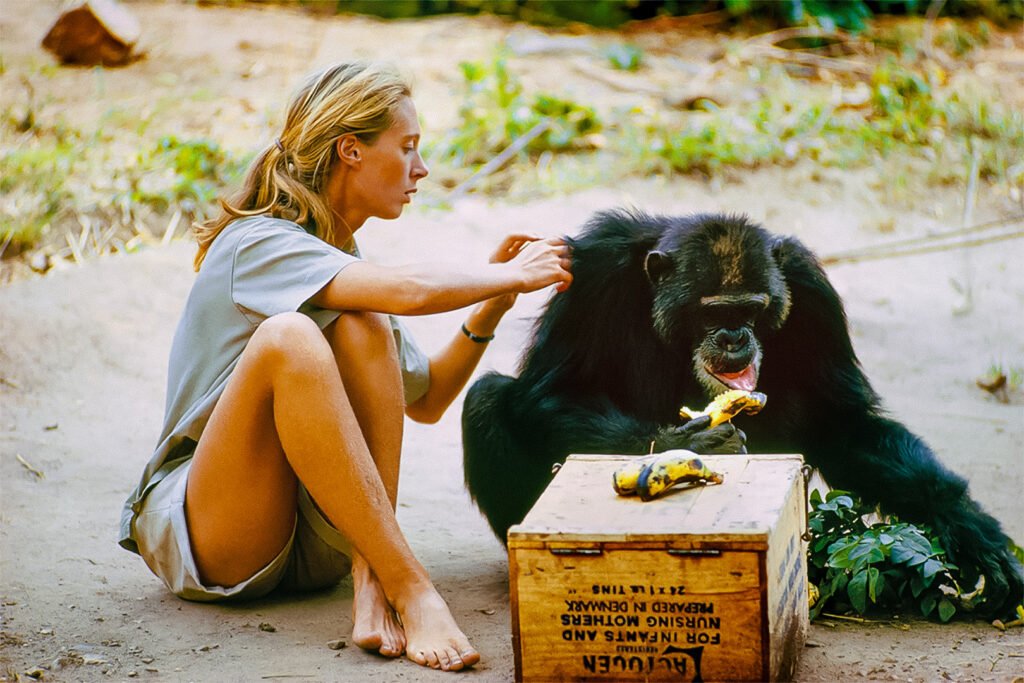 NanciGuestRDPhD's tweet image. Jane Goodall was #vegan for the animals❤️

&quot;If only we can overcome cruelty, to human &amp;amp; animal, with love and compassion we shall stand at the threshold of a new era in human moral and spiritual evolution - and realize, at last, our most unique quality: humanity&quot; - Jane Goodall