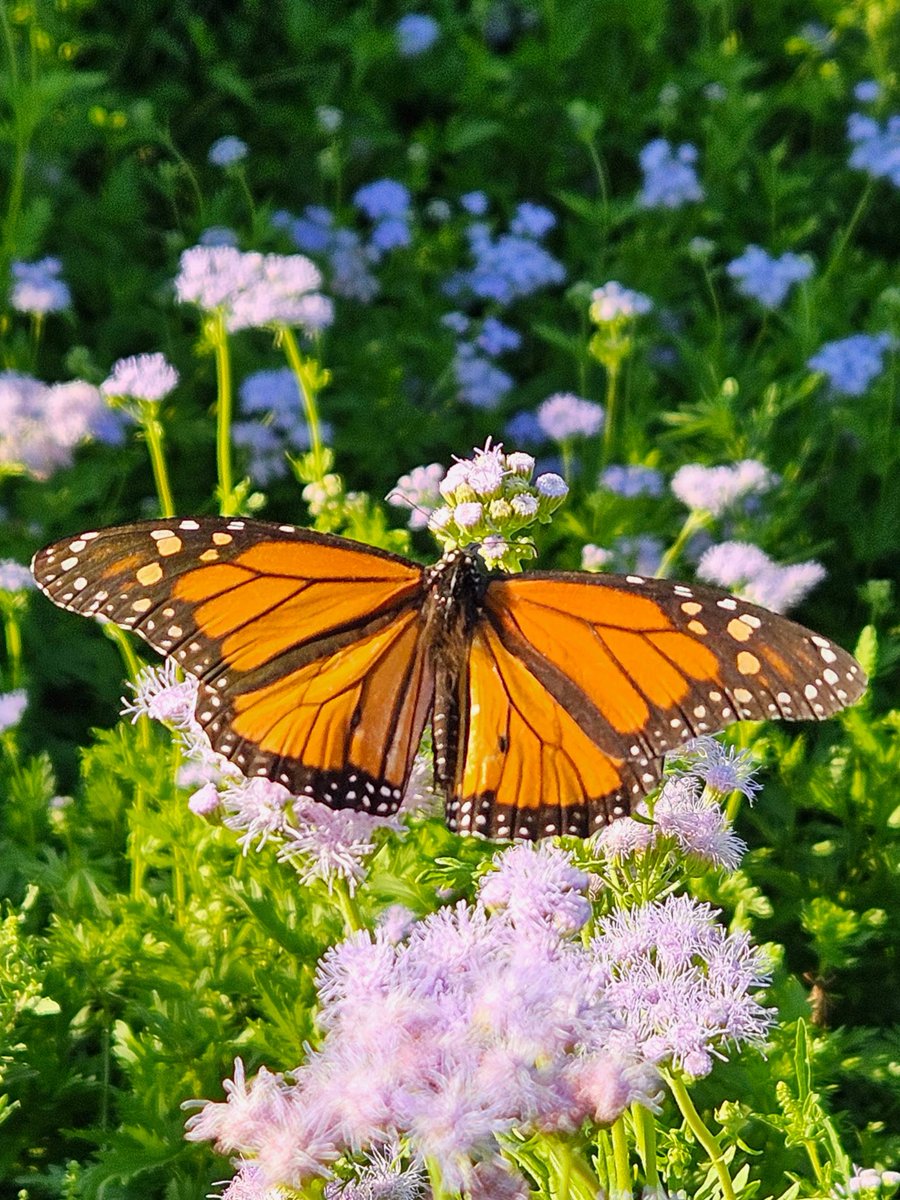 JanetteFMendez's tweet image. 🌱 Presenting… 25 little Koalas diving into the magic of our garden! Hands in the soil, hearts full of wonder 🐾🪴 A brand new adventure begins—with fluttering butterfly friends to guide the way! 🦋 @NISDCarlosCoon @NISDElemScience #KoalityGardenClub #ButterflyMagic