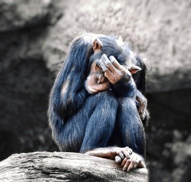 The chimpanzees are weeping today. They have lost their best friend.