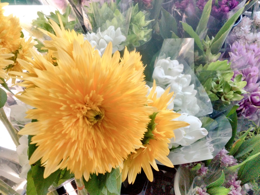 ワールドフラワーオープンです！

涼しくて天気も良いお買い物日和！🍁☀
秋の品物をたくさん用意しています！リンドウやフジバカマの鉢物や、カボチャなどのお飾りも！🎃

どうぞお手にとってご覧下さい！
#ワールドフラワー
#溝の口
#梶が谷