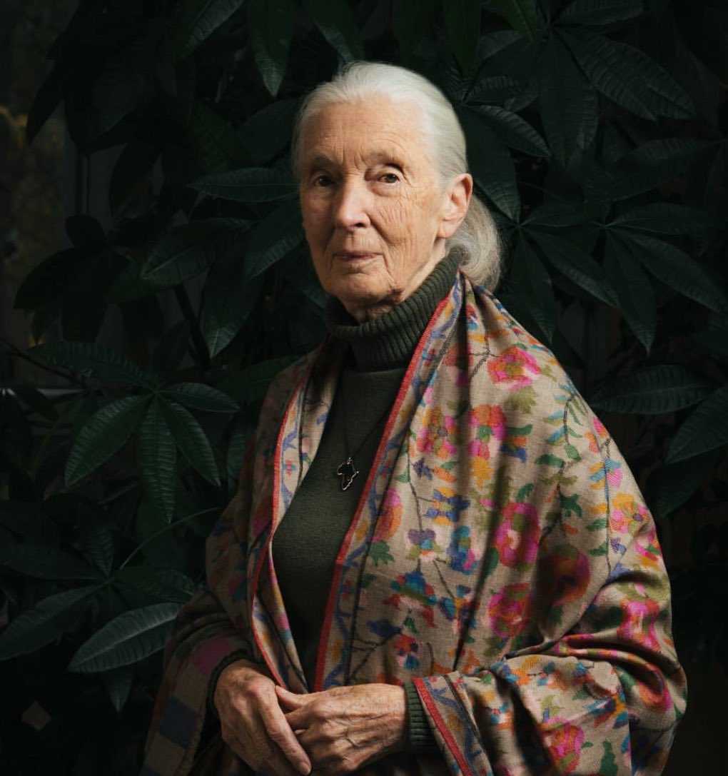 radaust's tweet photo. We farewell Dr. Jane Goodall 🕊 A trailblazer whose primate research redefined science &amp; whose voice for the environment inspired generations. Her courage, curiosity &amp; compassion will echo for decades. #JaneGoodall
@JaneGoodallInst https://t.co/oRCKMIrgX3