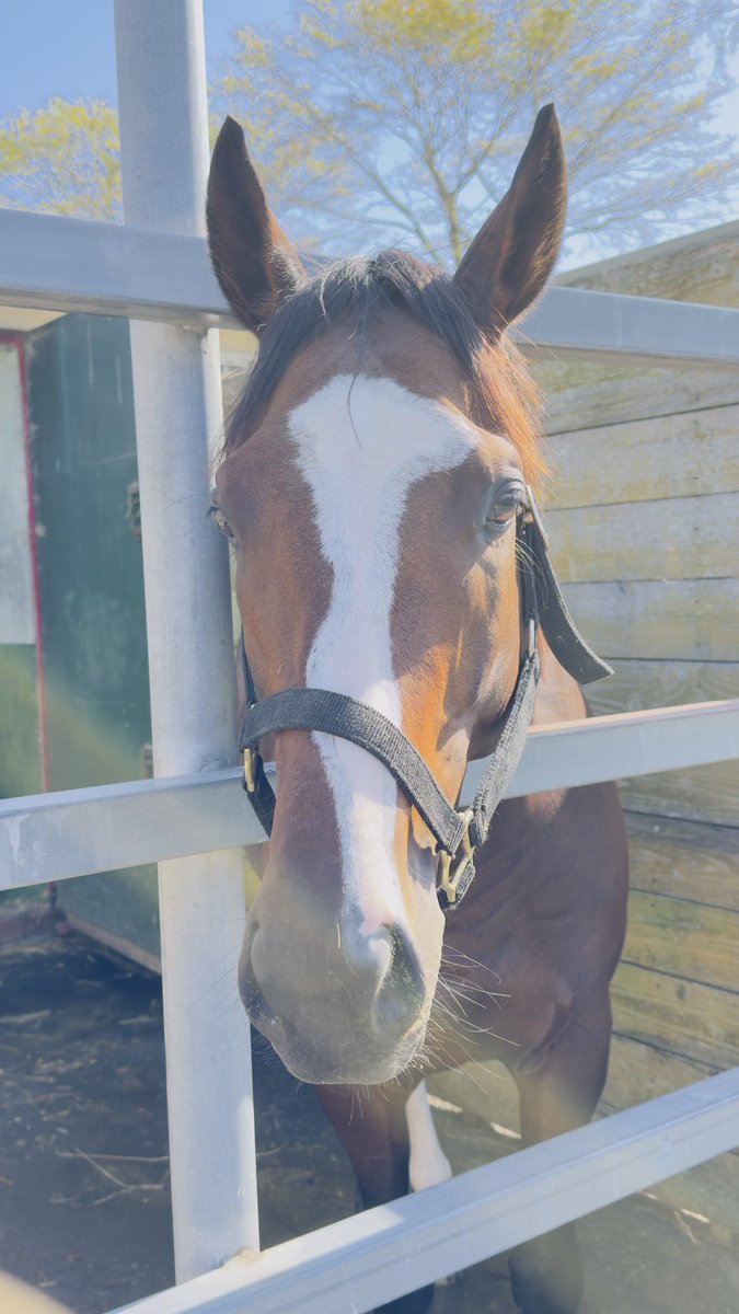 robechichi's tweet image. 今回の訪問も、心が洗濯され精神が浄化されるような体験でした🥺
有難う、ビッグレッドファーム🙇‍♂️
有難う、ラフィアン🙇‍♂️
スタッフの皆様、牧場に携る総ての皆様、お世話になりどうも有難うございました🙇‍♂️🙇‍♂️

#ゴールドシップ産駒
#ゲストハウス