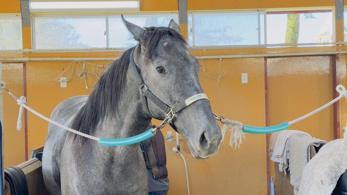 robechichi's tweet image. 今回の訪問も、心が洗濯され精神が浄化されるような体験でした🥺
有難う、ビッグレッドファーム🙇‍♂️
有難う、ラフィアン🙇‍♂️
スタッフの皆様、牧場に携る総ての皆様、お世話になりどうも有難うございました🙇‍♂️🙇‍♂️

#ゴールドシップ産駒
#ゲストハウス