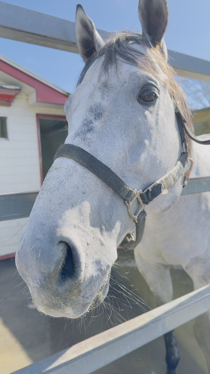 robechichi's tweet image. 今回の訪問も、心が洗濯され精神が浄化されるような体験でした🥺
有難う、ビッグレッドファーム🙇‍♂️
有難う、ラフィアン🙇‍♂️
スタッフの皆様、牧場に携る総ての皆様、お世話になりどうも有難うございました🙇‍♂️🙇‍♂️

#ゴールドシップ産駒
#ゲストハウス