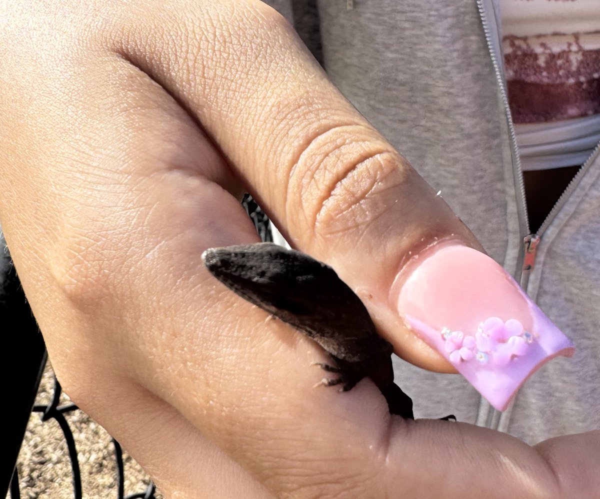 RCPS_EarlyLearn's tweet image. “Breaking news: Afterschool teacher turns into a wildlife wrangler. Lizard secured. Investigation underway.”
#playgroundexploration
#nature #lizard #science #dph #pat