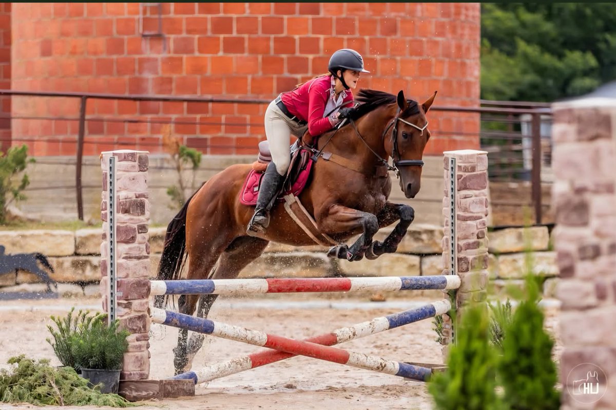 AfterFinishLine's tweet photo. Meet CAL’S GIRL, 8y/o #Calbred #OTTB competing in Eventing/Show Jumping at TB Makeover 10/8-11.Raced Fonner Park-Grants Pass-Crooked River-Tillamook Fair-GGF. Eligible for $5K Top-Placed Cal-Bred Award&reimbursement of trainer/stall/schooling fees sponsored,Georgia B Ridder Fdn. https://t.co/LbiJn7gzPi