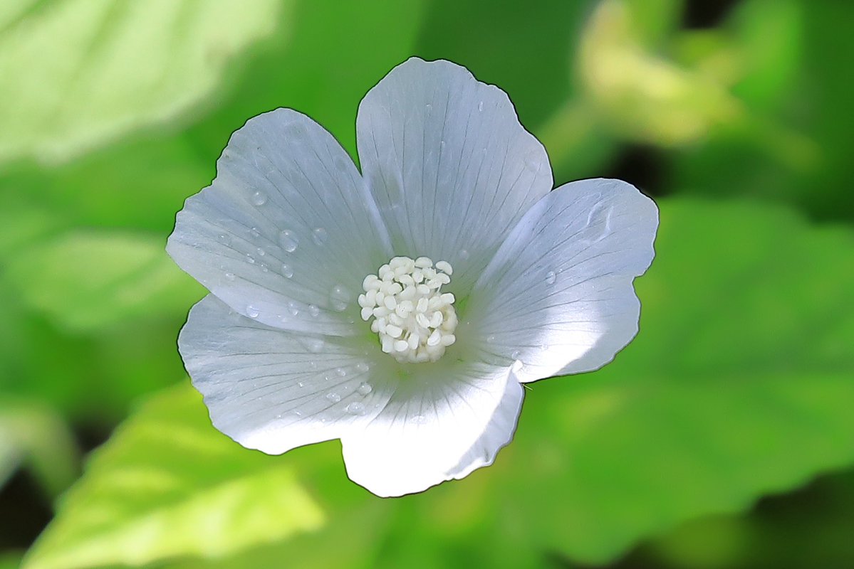 FortuneLook's tweet image. アノダ・クリスタータ🌸可憐な花✨和名:ミズイロアオイ💫一日花です☺️
    #花好きな人と繋がりたい  #花が好きな人と繋がりたい #キリトリセカイ 
#写真好きの人と繋がりたい