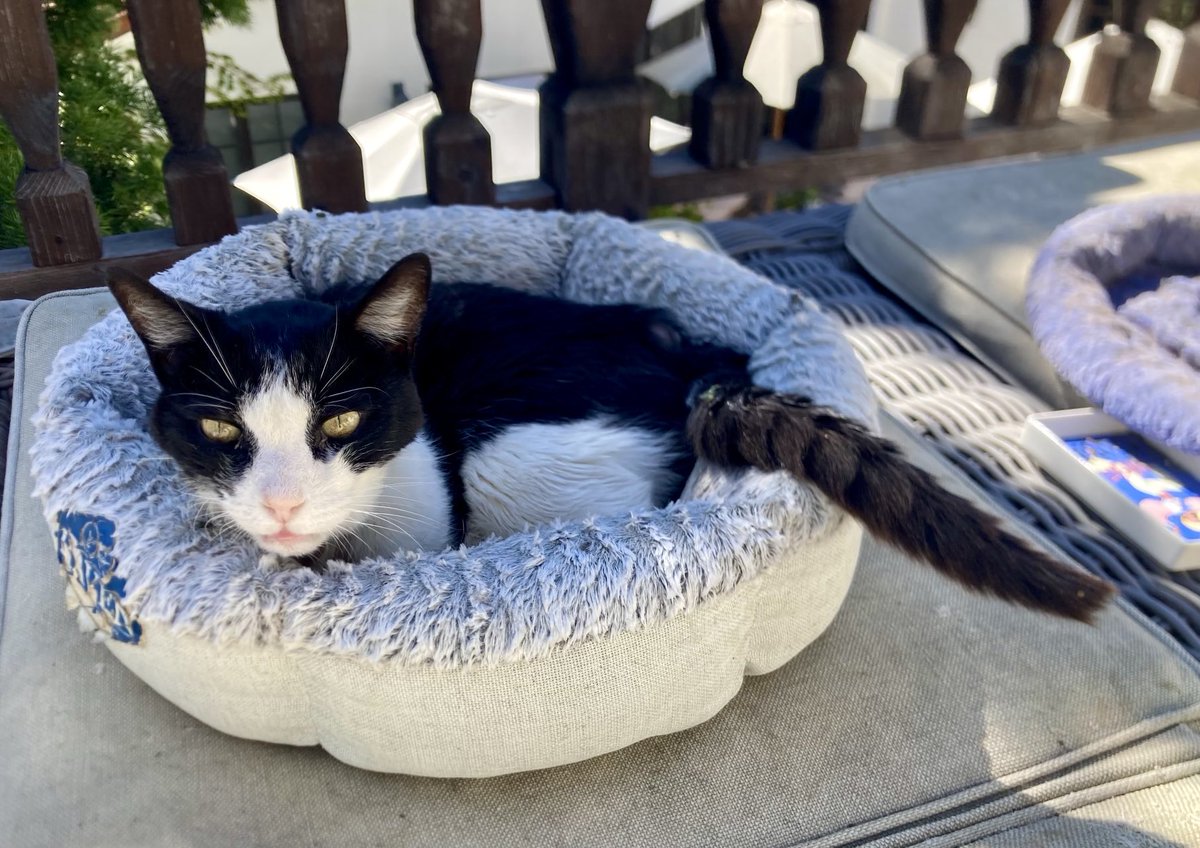 Boomerthebeagle's tweet photo. UPDATE on Justin kitty : He’s on antibiotics bc he haz an infection 🐾
We need 2 keep up prayers plz! We need him beddur! #pray4Justin https://t.co/761XWvOApa