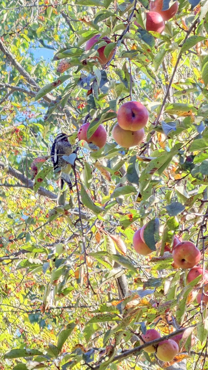 AnHeartist's tweet image. It was sunny, soothing and exactly the kind of calm my soul needed. #OctoberVibes 🍁