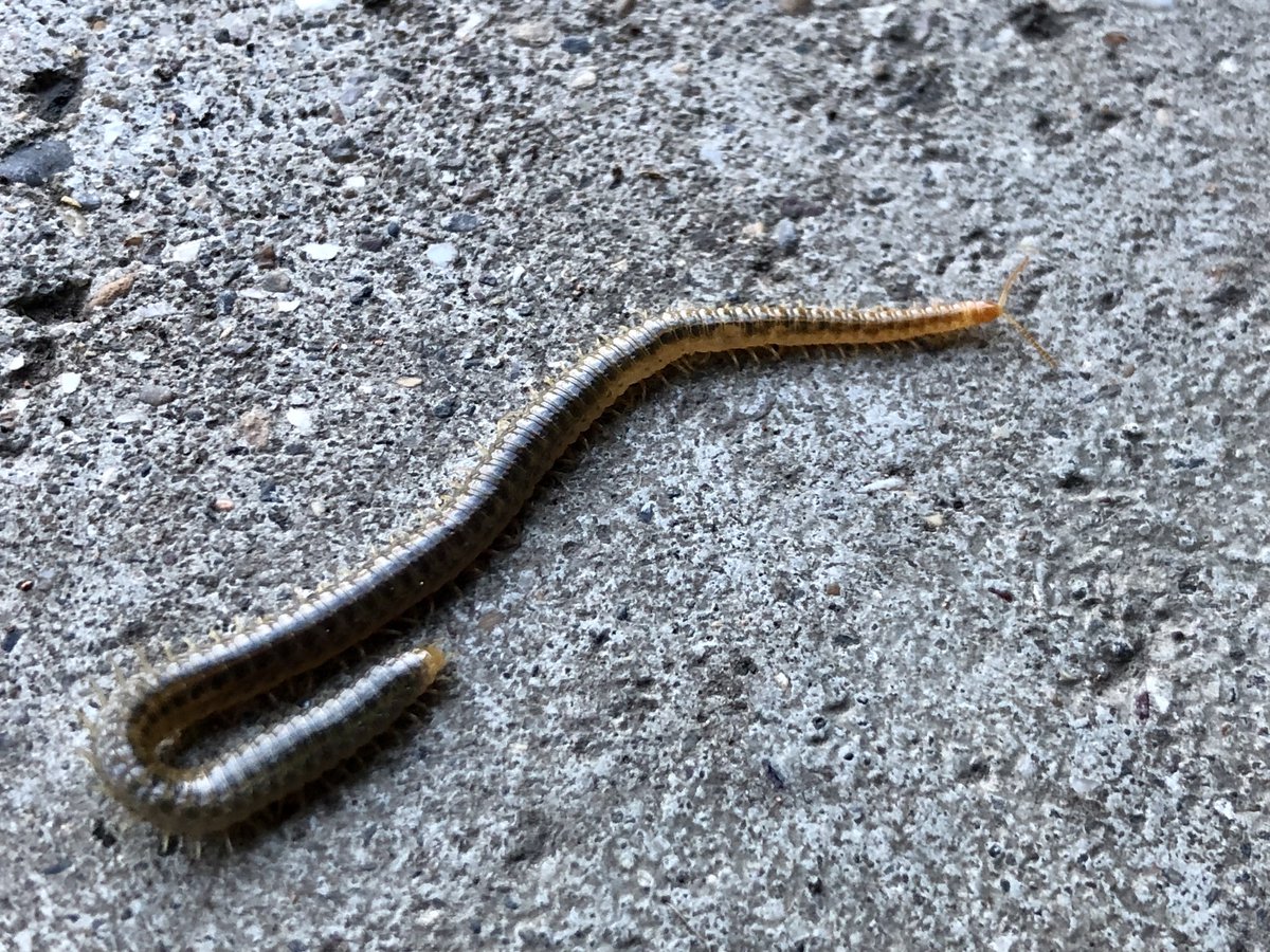 <a href="/britishmigroup/">BMIG</a> I don’t suppose anyone could help me identify this large-ish (c. 4 cm long) millipede?
I initially mistook it for an earthworm at first glance, partly because of the pronounced taper of the body towards the head. 
Thank you.
