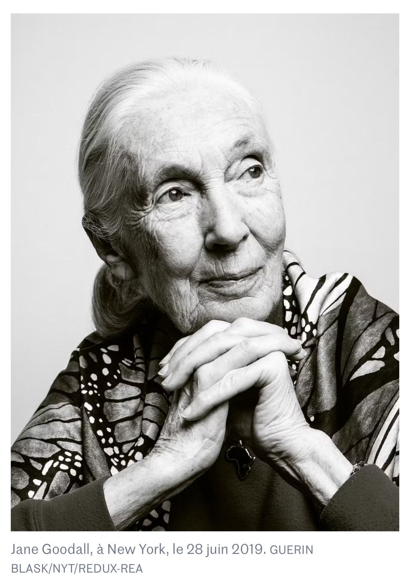 CaronAymericoff's tweet image. Jane Goodall est décédée.
Pionnière en éthologie, elle a dédié sa vie aux animaux, aux chimpanzés en particulier, aidant à effacer la frontière artificielle entre les humains et les autres animaux. 
Un exemple.