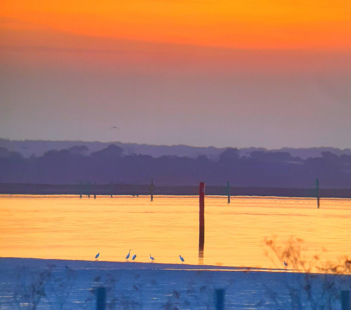 JeremyGaskell's tweet image. Little Egrets reluctant to leave the S wall of Breydon Water this evening.