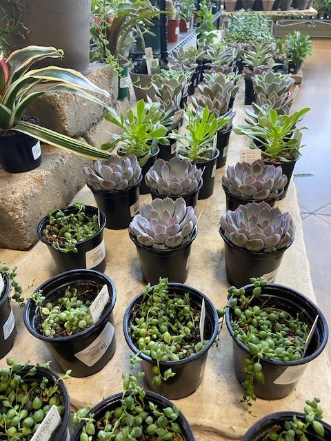 Pasquesis's tweet image. Succulents, topiaries, floor ficus, palms and so much that will compliment your living space. Drop by and see your yourself! pasquesi.com/our-plants-2/i… #succulents #stringofpearls #indoorplants #interiordecor
