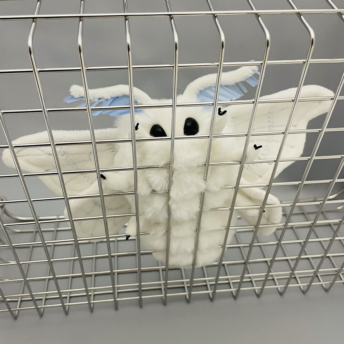 shiro_ino__'s tweet photo. 青系のカイコガ完成しました！
販売方法はBASE使ってみようと思っています。
お迎えをお考えの方はPay IDというアプリがあると良いと思います。

モスのいる日常を拝読してから、ちょっとやってみたかったやつ↓ https://t.co/NJAvGyp9a0