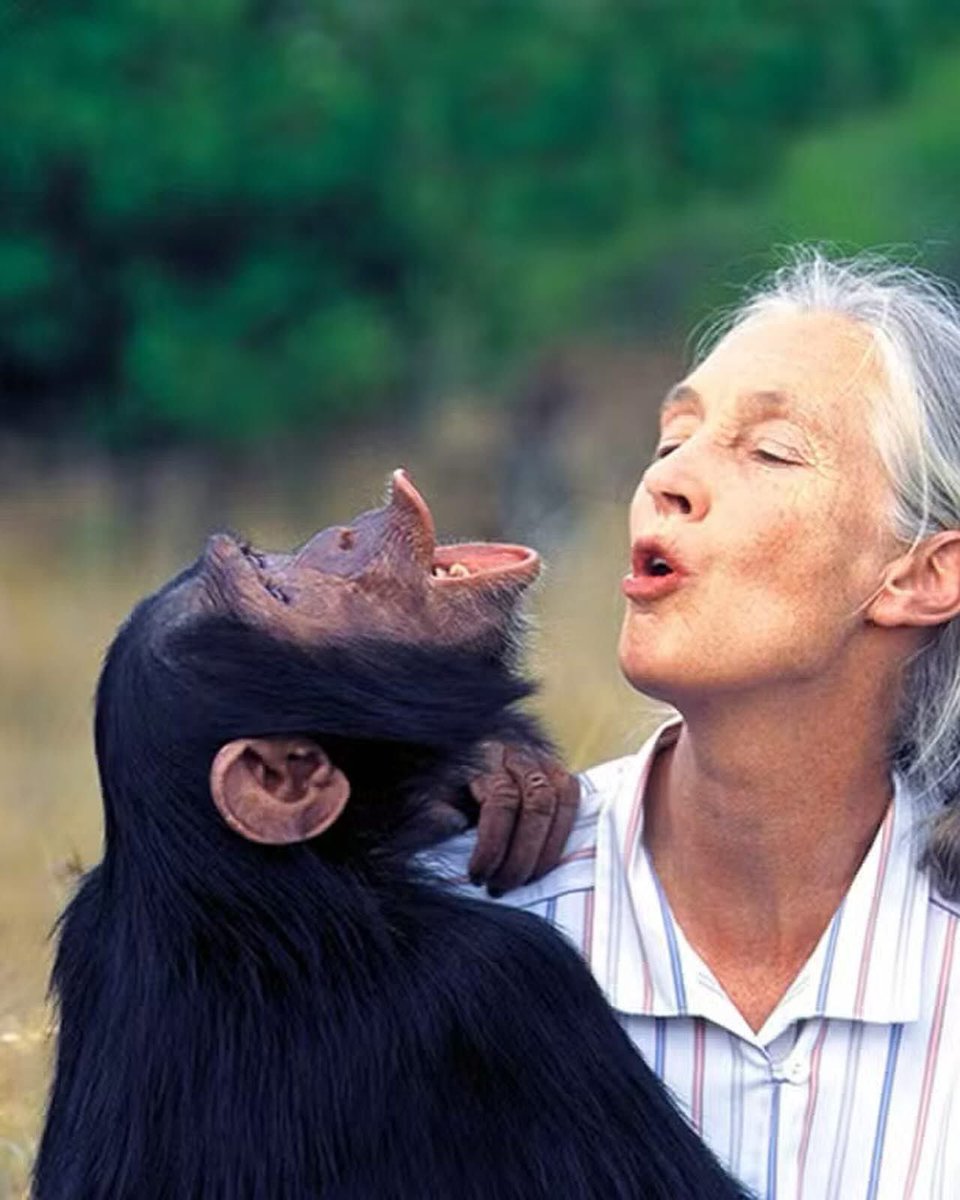 A promise never to be silent. 

“As such, they deserve our respect and our help. Who will plead for them if we are silent?” 
Jane Goodal. Primatologist. Animal rights and welfare advocate.1934-2025
📷ptcto