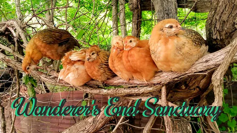 Wanderers End Sanctuarythewenetwork.wixsite.com/wanderersend
 #FarmSanctuary #AnimalRescue #RescueAnimals  #Rewilding #Rewild