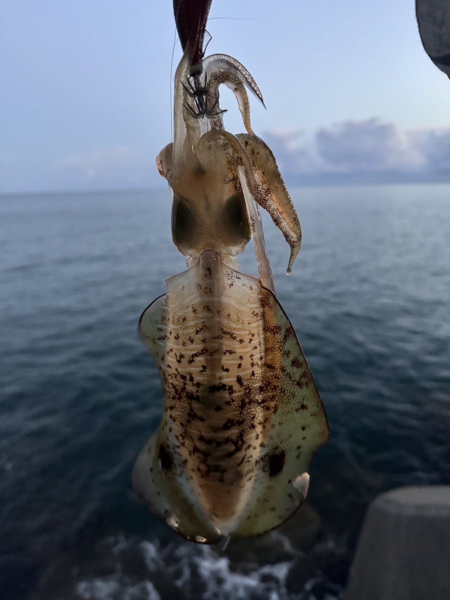 1hsadat's tweet image. おはようございます☀
胴長18です🥹釣り場貸し切り笑