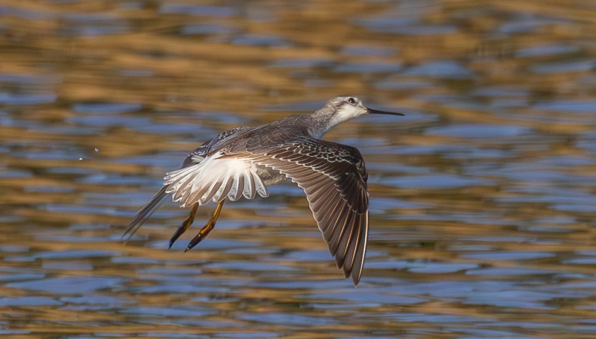 Peter Garrity tweet media