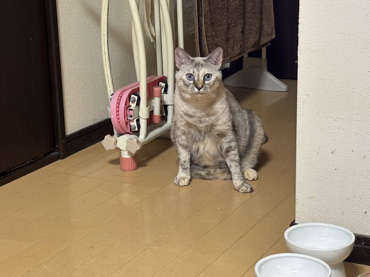 にゃみ マルコ MEXICO 66 NM One of Onitsuka Tiger's iconic models, MEXICO