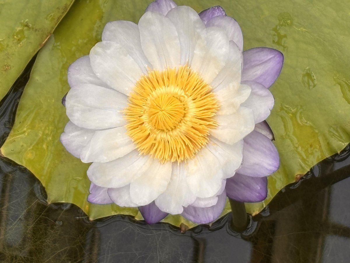 あっちゃんP2」 on X