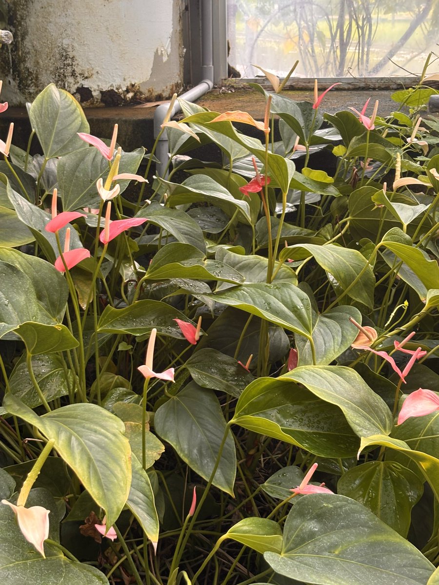 あっちゃんP2」 on X