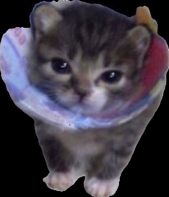 pappu 🐁 hr brainrot tweet media