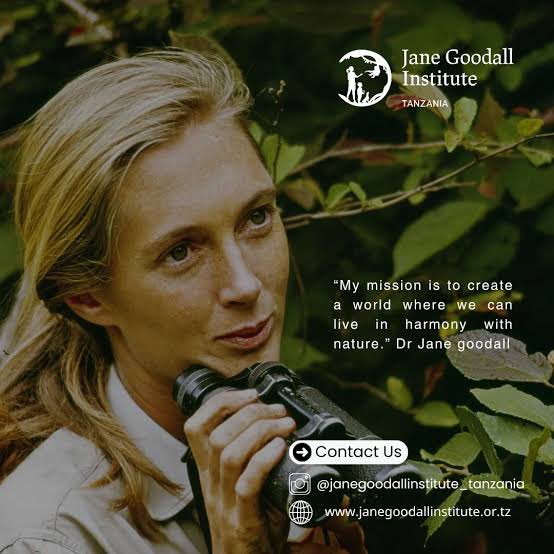 Efsane bilim insanı, ilham perim Jane Goodall vefat etmiş. Hem de 91 yaşında, halen çevre aktivizmi için çalışırken…  Şempanzelerin ve doğanın koruyucu meleği, devrin daim olsun. 🙏🏻
