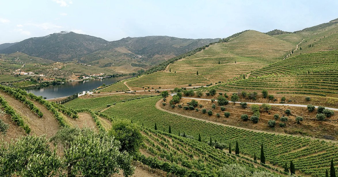 Symington Quinta do Vesuvio Pombal do Vesuvio, Douro 2022—sleek, black-fruit-delicious effort from the dominant maker in the Douro Valley. Delivers complexity and depth at reasonable price point—a signature of Portuguese wine. open.substack.com/pub/gusclemens…