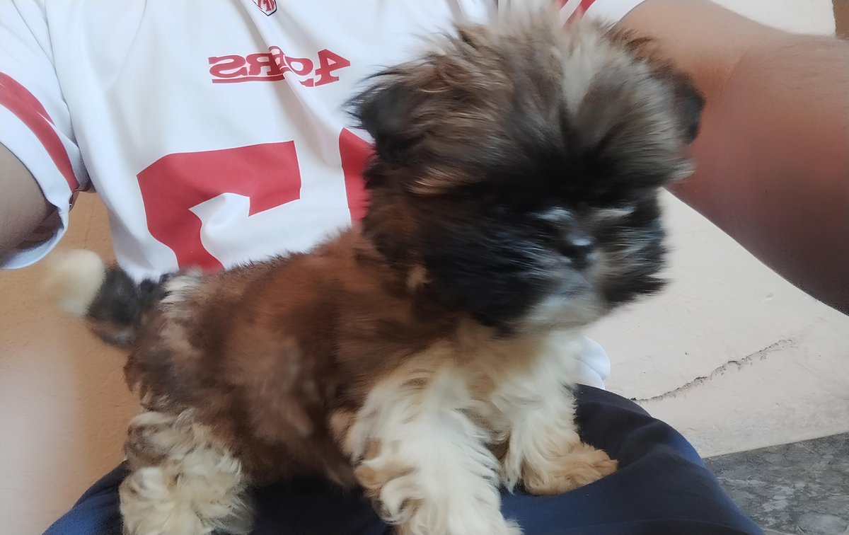 cleiton_silvino's tweet image. Lion está fazendo de tudo pra me enganar, eu tô sentindo... #shihtzu #filhote