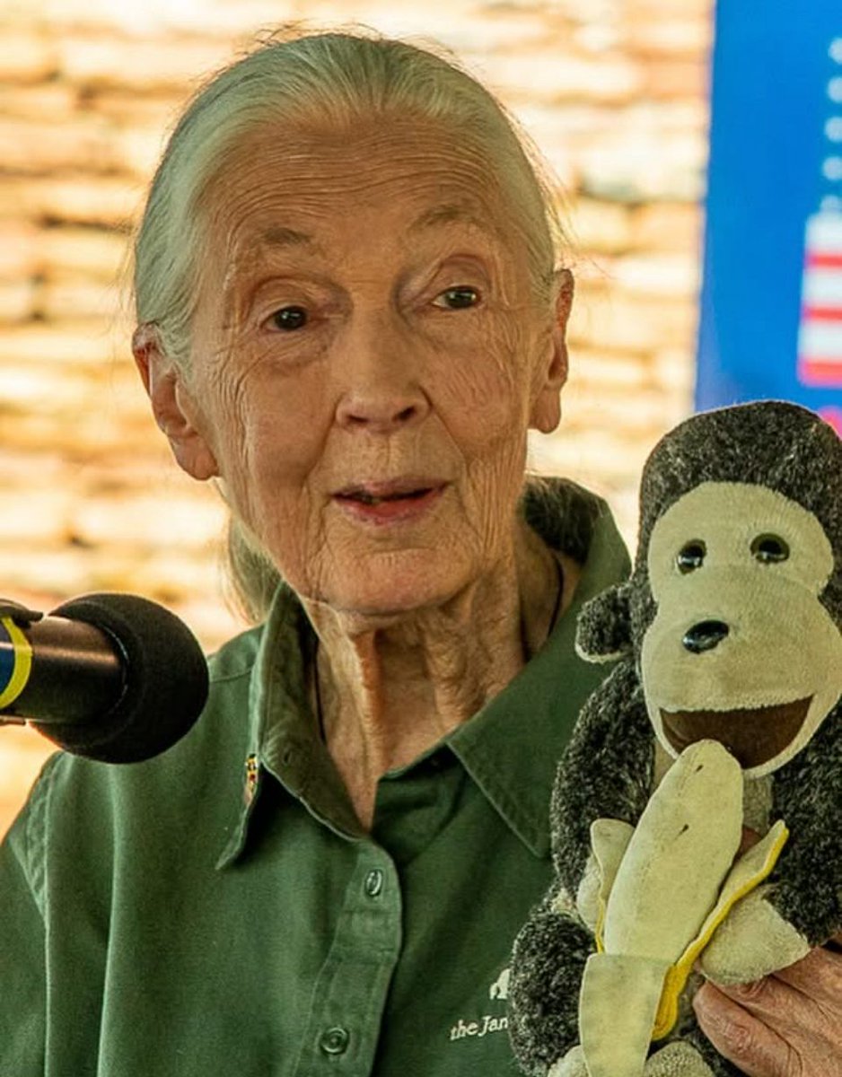 Despedimos con tristeza a Jane Goodal a los 91 años, reconocida investigadora de chimpancés y defensora de los animales, la protección y la restauración de nuestro mundo natural . Sus descubrimientos como etóloga revolucionaron la ciencia