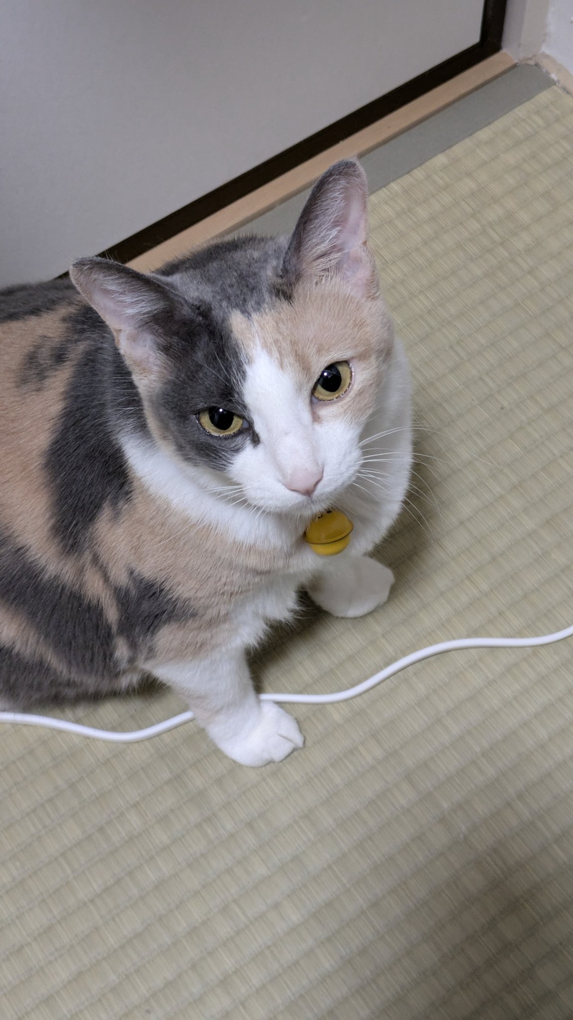 猫の画像 B03-049.png